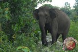 Damanhuri patah tulang ditabrak gajah liar