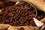 Daya tarik kopi Manggarai di negeri para dewa