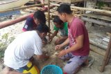Legislator: Hentikan penangkapan penyu