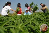 Berkebun bisa kurangi risiko terkena serangan jantung dan stroke