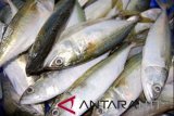 Harga ikan segar di Kupang meroket