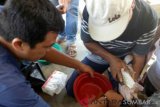 Four species of local rare fish bred in Solok Selatan