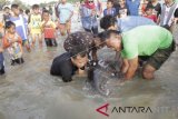 Paus berkepala melon terdampar di Pantai Oesapa