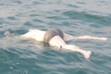 Mayat tanpa kepala mengapung di laut Mapur