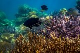 Ikan di Taman Nasional Karimunjawa