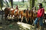 Sebanyak 67 sapi indukan Barut diperiksa