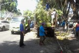 Polda Sulut bersihkan pohon membahayakan pengguna jalan