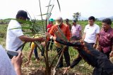 Morowali Utara canangkan gerakan menanam sagu