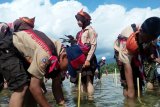 Peserta KBN tanam ribuan mangrove di Parigi