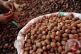 Wagub: Hampir 700.000 masyarakat Sulawesi Utara andalkan sektor perkebunan