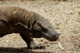 Informasi tentang Komodo menyebar sampai ke California