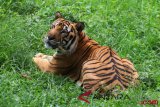 Forest fires drive Sumatran tiger from habitats