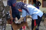 Pemkot Padang terus pantau kondisi 22 korban gigitan anjing rabies