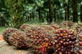 Produksi CPO Aceh Barat naik jadi 172.842 ton per tahun
