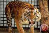 Tewaskan seorang warga, ternyata seperti ini kronologi serangan harimau di Indragiri Hilir