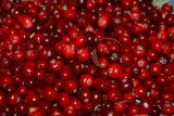 Produk buah cranberry bantu lawan infeksi saluran kemih