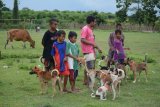 825 NTB residents bitten by dogs