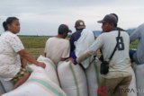 Di Bombana, petani masuk musim panen