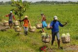 PANEN RAYA SEMANGKA GROBOGAN