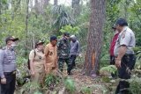 Pencurian getah pohon Pinus di Gunung Soputan marak