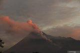 Merapi meluncurkan awan panas guguran 1.100 meter