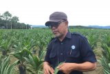 Perusahaan sawit PT UWTL replanting 350 ha tahun ini