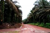 Pemprov Kalteng dukung KLHK RI tertibkan perusahaan perkebunan langgar aturan