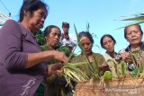 Jelang panen padi gaga, Warga Buleleng adakan ritual 