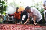 Panen raya kopi robusta di Waykanan