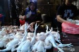 Harga ayam potong bergerak naik jelang Lebaran