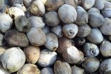 Bupati wajibkan ASN beli minyak kelapa lokal