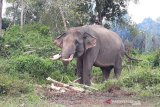 Bentang Seblat jadi habitat terakhir gajah di Bengkulu