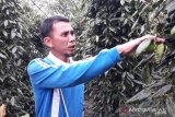 Petani lada terancam gagal panen