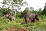 Eleven wild elephants roam around villages in Riau