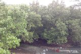 Pemda Kepulauan Sangihe minta masyarakat jangan rusak hutan bakau