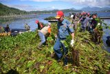 TNI AL bersih-bersih eceng gondok Danau Tondano