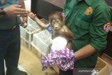 Bea Cukai Dumai gagalkan penyelundupan orangutan dan musang