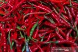 Rumah makan Pekanbaru keluhkan cabai mahal tembus Rp80.000/kg