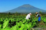 Pemerintah diminta batalkan kenaikan HET pupuk bersubsidi