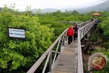 Menteri LHK :Pelestarian hutan mangrove stabilkan kondisi lingkungan