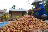 Pendapatan petani pala di Maluku Utara terus meningkat