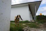 Ribuan huntara di Palu, Sigi dan Donggala masih kosong