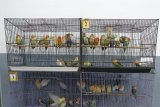 Kementan gagalkan penyelundupan burung lovebirds dari Filipina