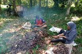 Musim kemarau malah membawa berkah petani jengkol