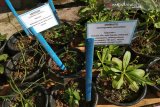PT Vale bina warga kembangkan 130 tanaman herbal
