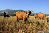 Pemprov Sulsel fokus tingkatkan produksi ternak agar jadi lumbung daging