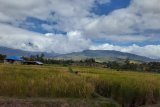 Arkeolog Papua prihatin bercocok tanam ubi jalar di Wamena mulai kurang