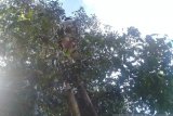 Harga cengkih di Sulawesi Utara bertahan
