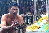 Pembudidaya rumput laut di Nunukan rugi