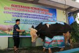 Sapi dari Presiden disembelih di Masjid Raya Kabupaten Mamuju